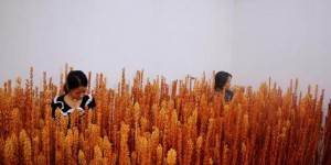 汉中勉县：“姐妹花”种出“致富花”