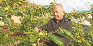 土棚连温室 樱桃错峰熟 ——杨凌示范区高家村的“种植经”