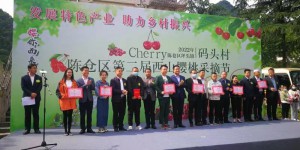 陈仓区第二届西山樱桃采摘节开幕