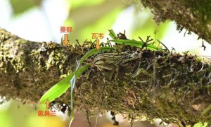 陕西再现国家一级保护植物象鼻兰
