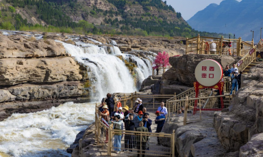 黄河春汛起 梨花漫山开 陕西黄河壶口瀑布迎来醉美春日盛景​