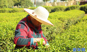 2024陕西汉中仙毫茶叶开采 市场供需两旺