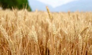 鄠邑区24.5万亩小麦即将“颗粒归仓”