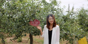 西安海棠职业学院参加“延安有我一棵（亩）苹果树”认养活动